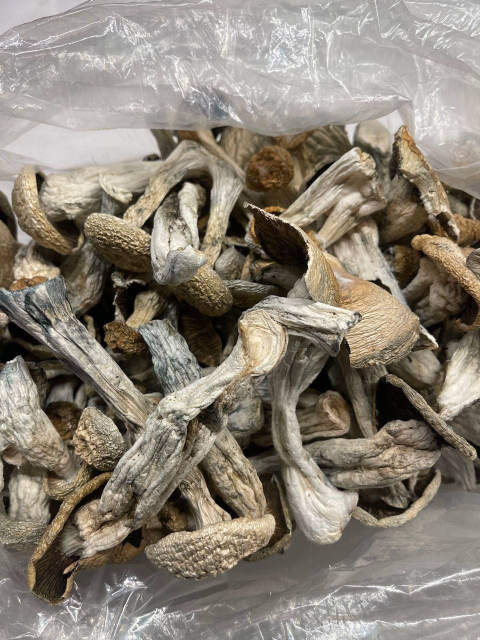 buy albino penis envy mushroom online us