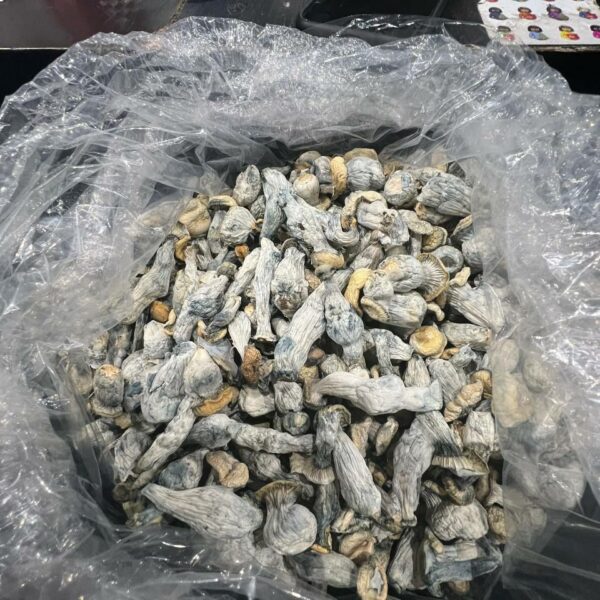 Buy Dried Psilocybin Penis Envy Magic Mushroom Online US, Where do I Buy Dried Penis Envy Mushroom Online Europe