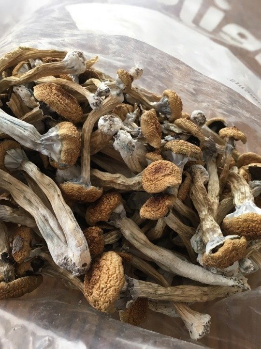 The Story of My Psychedelic Book Collection Where do I Buy Psilocybin Mushroom Online France