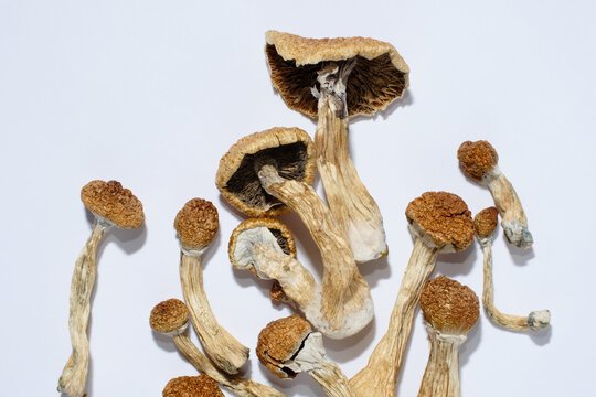 Glow – The Magic Shroom Pill Where can I Order Psychedelic Mushroom Online Netherlands