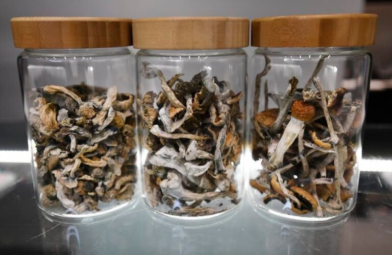 9/20 Magic Mushroom Day: The Movement That Won’t Stay Small How do I Buy Magic Mushroom Online Hungary
