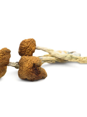 Where can I Order Albino Penis Envy Magic Mushroom Online Europe