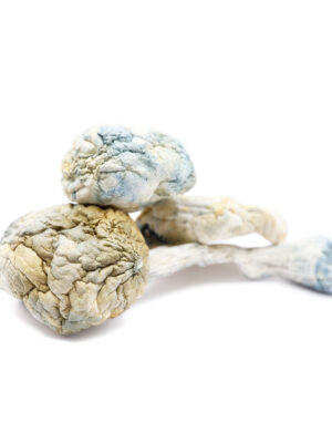 Where Can I Order Alien Bubble Cubensis Mushrooms Online Europe