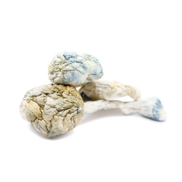 Alien Bubble Cubensis Mushrooms Where Can I Order Alien Bubble Cubensis Mushrooms Online Europe