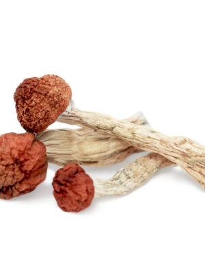 Where can I Order Amazonian Psilocybin Magic Mushrooms Online Europe.
