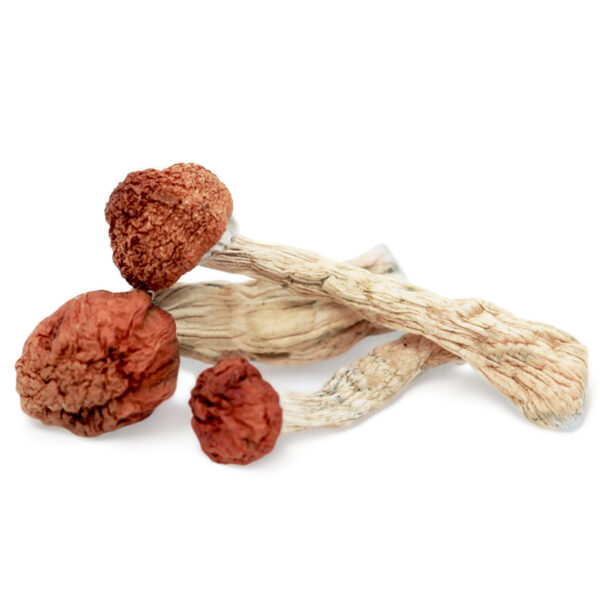 Where can I Order Amazonian Psilocybin Magic Mushrooms Online Europe.