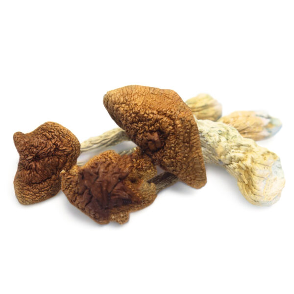 Where do I Order Golden Teacher Magic Mushroom Online Europe
