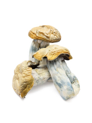 Where can I Order Hillbilly Magic Mushrooms Online Europe