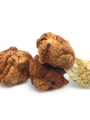 Where do I Order Penis Envy Dino Eggs Magic Mushrooms Online Europe