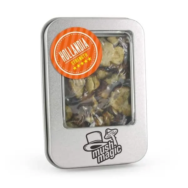 Psilocybe Hollandia Magic Truffles1 Where can I Order Psilocybe Hollandia Magic Truffles Online Europe