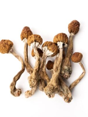 Where can I Buy Psilocybe azurescens Magic Mushroom Online Europe