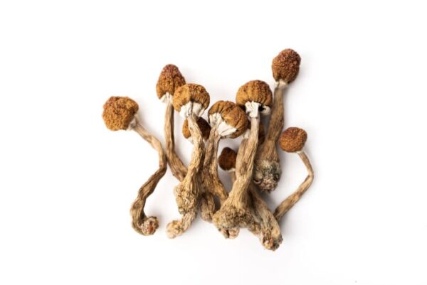 Where can I Buy Psilocybe azurescens Magic Mushroom Online Europe