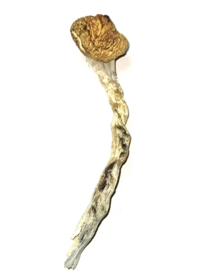 Where can I Buy Psilocybe stametsii Magic Mushroom Online Europe