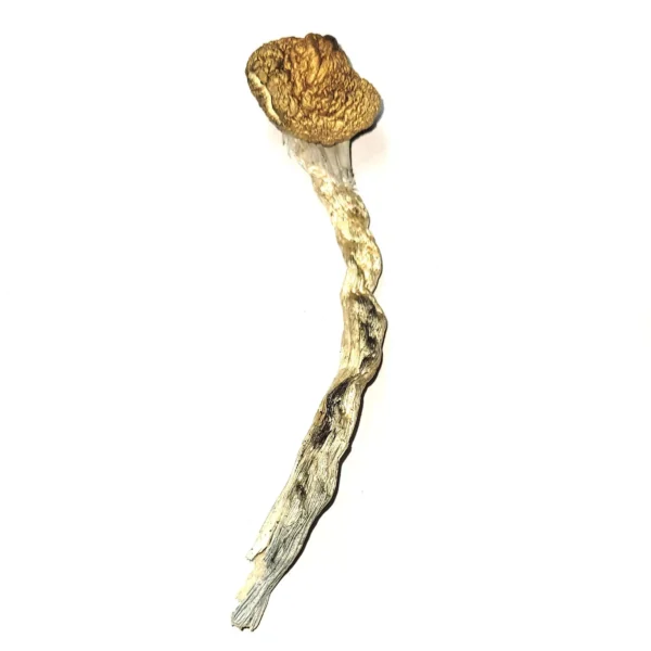 Where can I Buy Psilocybe stametsii Magic Mushroom Online Europe
