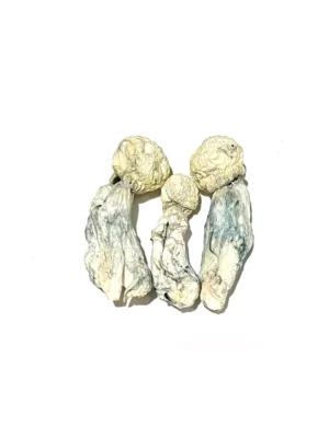 Where Can I Buy Tidal Wave Magic Mushrooms Online Europe