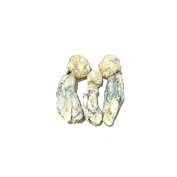 Where Can I Buy Tidal Wave Magic Mushrooms Online Europe