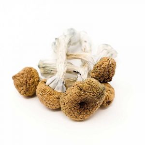 When it Comes to Psychedelic Access, It’s the Messenger, Not the Message Where can I Order Psychedelic Mushroom Online Switzerland