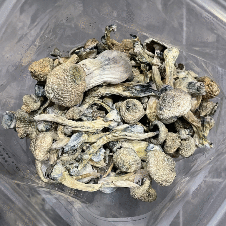 Where can I Order Psychedelic Mushroom Online Belarus