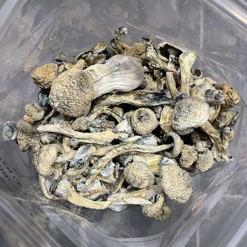 Psilocybin Enters German Psychiatry: A Clinical Milestone for Mental Health Where can I Order Psychedelic Mushroom Online Belarus