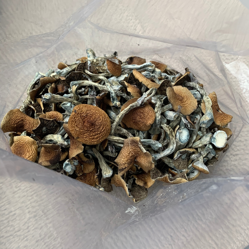 Psychedelic Insights: A Radical Approach to Saving Our Planet where do i buy psilocybin mushrooms online arizona