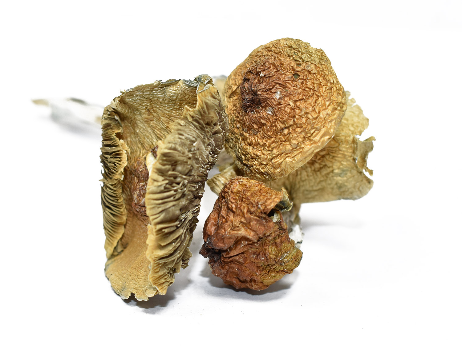 Wondering what to do while tripping? Explore nature, create art, meditate, and more. Here's your guide to a safe, meaningful, and unforgettable psychedelic experience. Where can I Order Psychedelic Mushroom Online Czech Republic