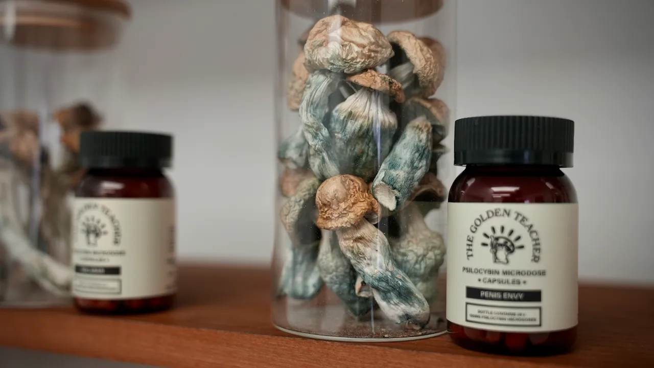 5 Rookie Mistakes to Avoid with Your First Magic Mushroom Growkit Where can I Order Psychedelic Mushroom Online Finland