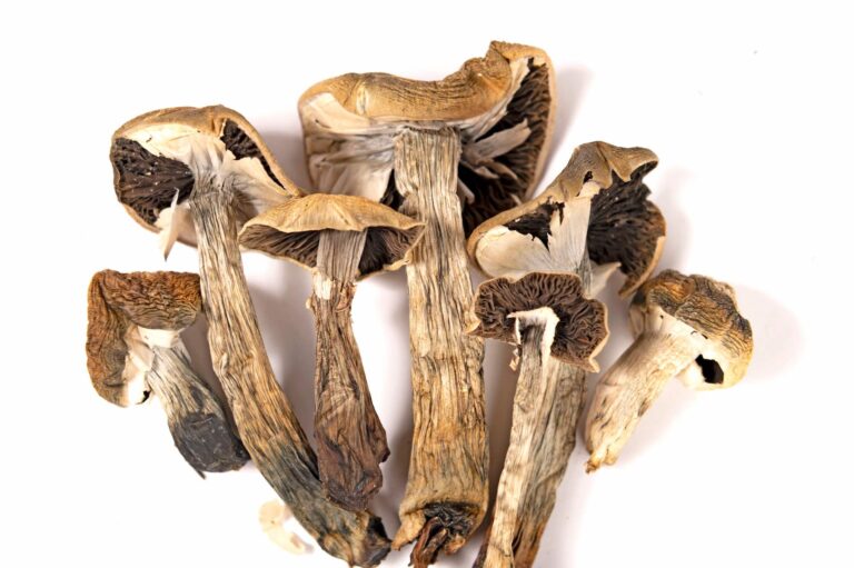 Magic Mushroom Tea: How To Make It, Effects, and Safety Consideration dried magic mushrooms (psilocybe cubensis)