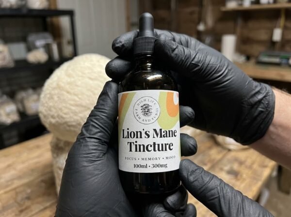 lions m